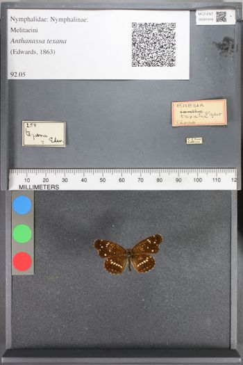 Media type: image;   Entomology 91416